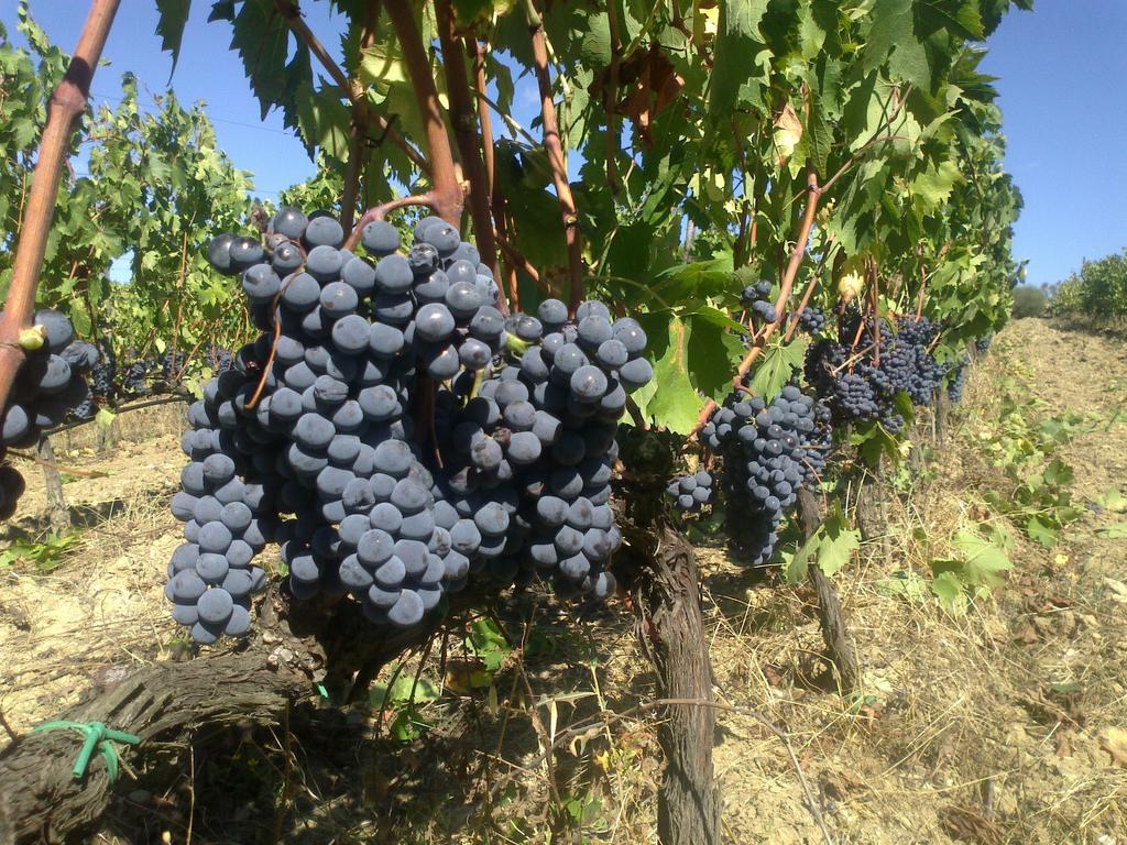 Agroturismo Il Cocco *